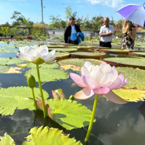 2024 - Tchaj-pej - Z návštěvy International Waterlily & Water Gardening Society, největšího šlechtitelského centra a genofondu leknínů a lotosů na světě.